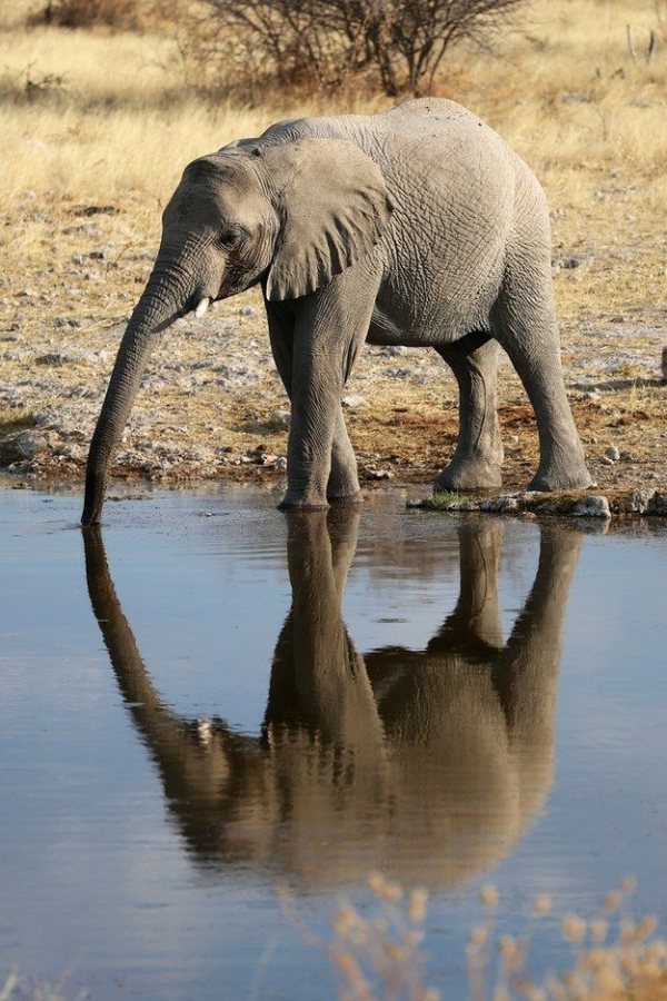 Baby Elephant