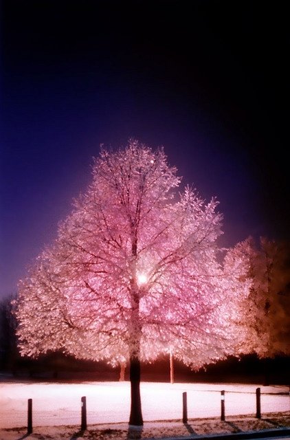 Pink Tree of Life