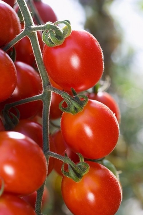 Tomatoes Are a Delicious Choice