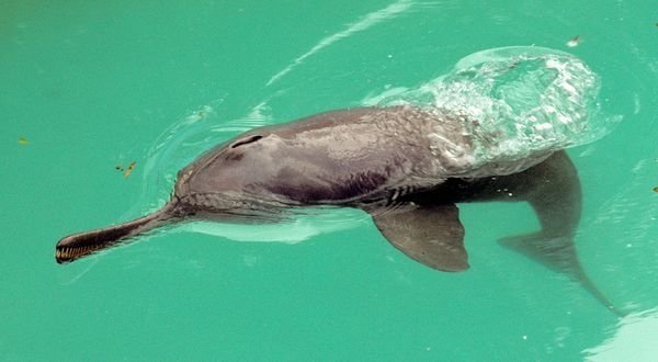 Ganges River Dolphin