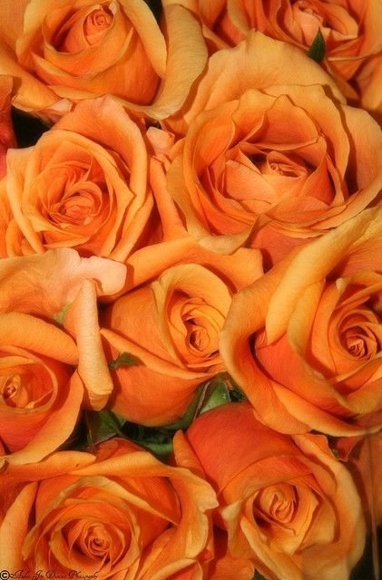 Orange Roses