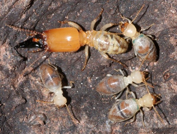 The Neocapritermes Taracua