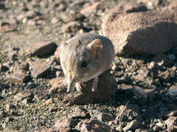 Macroscelides Micus