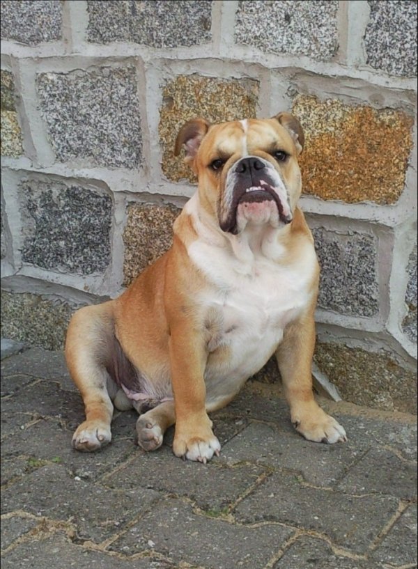 are old english bulldogs related to pit bulls