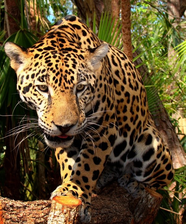 Jaguar