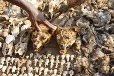 Most Morbid Market – Akodessewa Fetish Market (Lome, Togo)