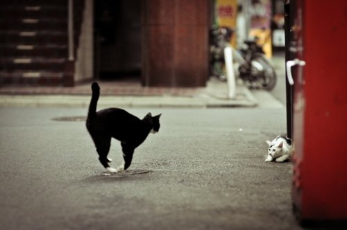 Black Cat and Luck