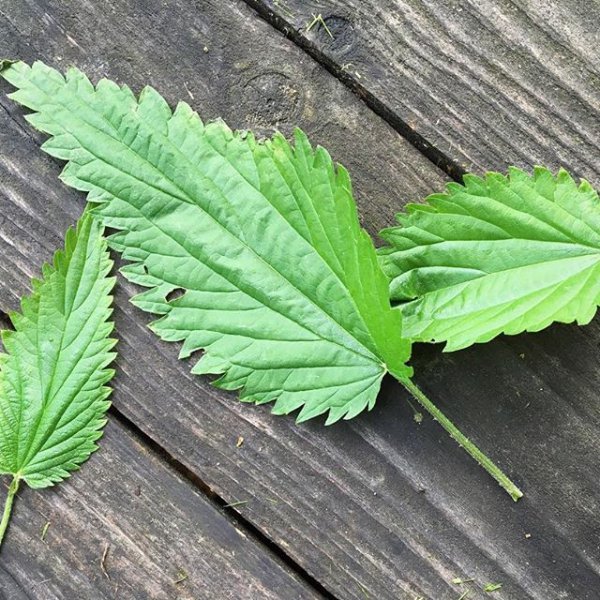 plant, green, leaf, botany, land plant,