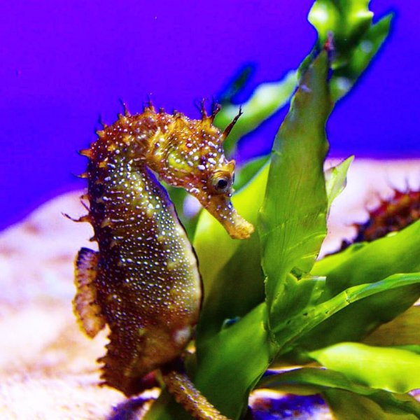 seahorse, syngnathiformes, fish, marine biology, organism,