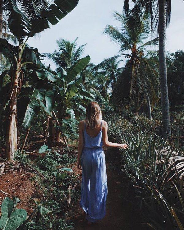 plant, flowering plant, tree, habitat, flora,