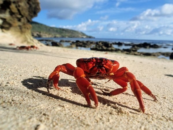 Saltwater Crab