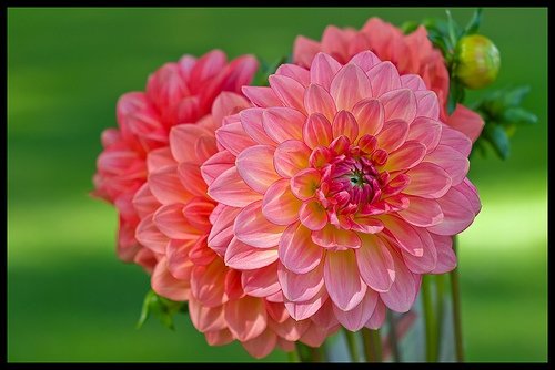 Dahlias