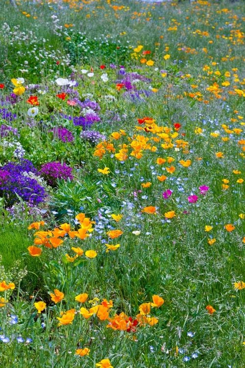 Orange California Poppies