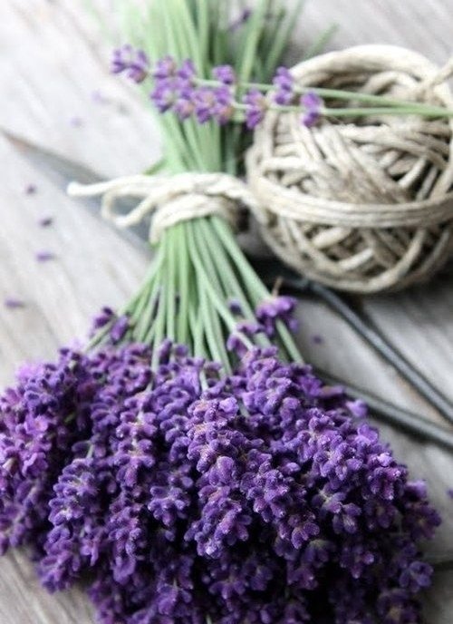 Lavender