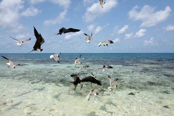 Sabal Beach, Belize