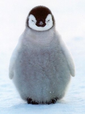 Baby Penguin