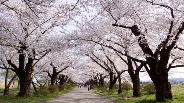 Kitakami Tenshochi Cherry Blossom Festival Kitakami, Iwate Prefecture, Japan