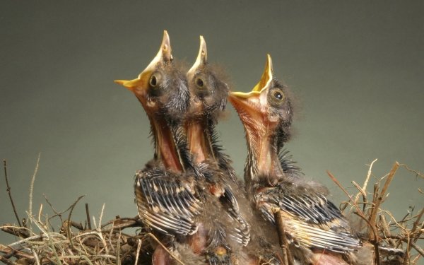 Baby Birds