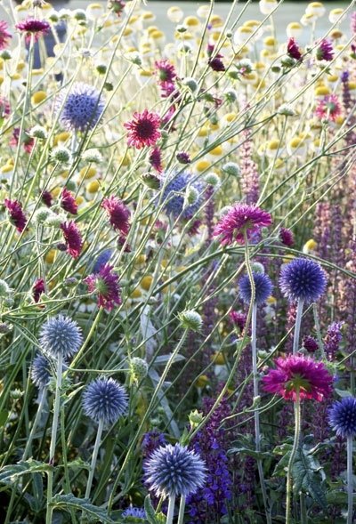 Summer Meadow