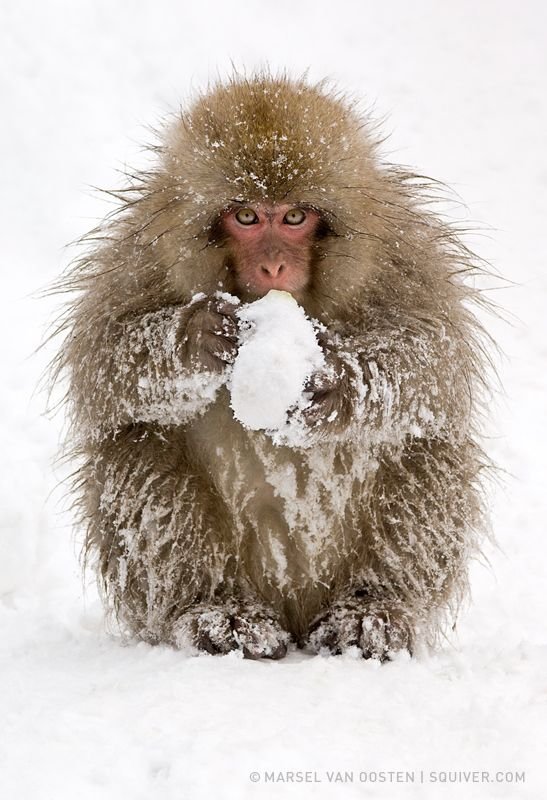 Get Ready. Snowball Fight!