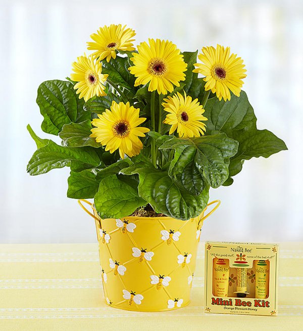 Flower, Flowering plant, barberton daisy, Plant, Flowerpot,