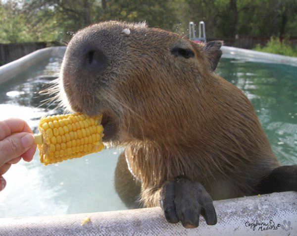 Capybaras