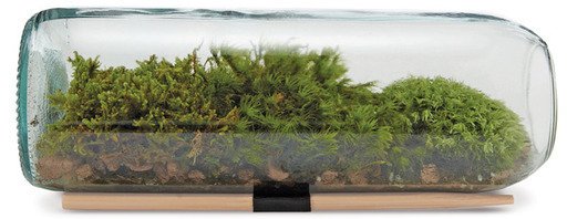 Moss Terrarium