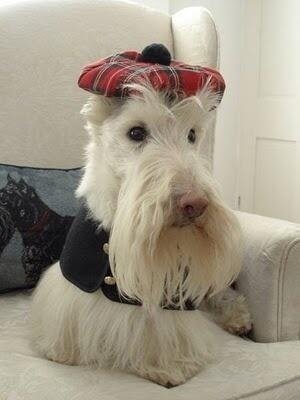 Very Handsome Scottish Terrier