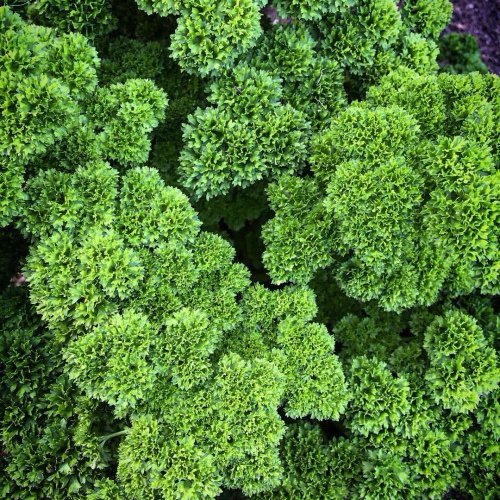 food, vegetable, produce, plant, leaf vegetable,