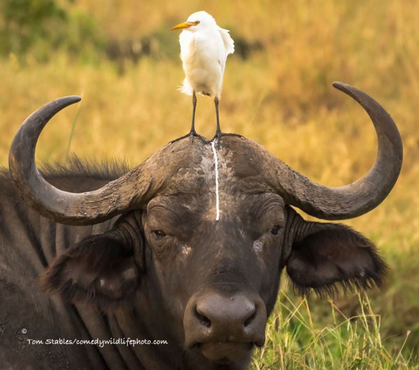 water buffalo, mammal, vertebrate, wildlife, fauna,