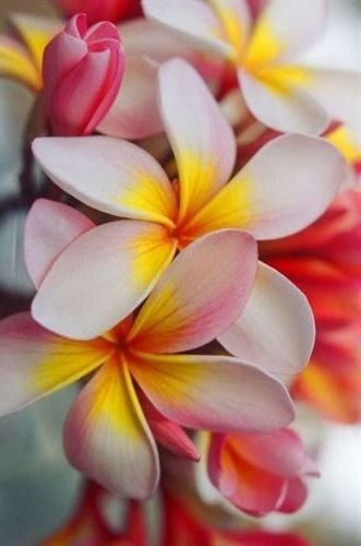 Hawaiian Plumeria