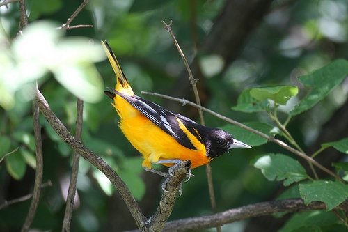 Baltimore Oriole