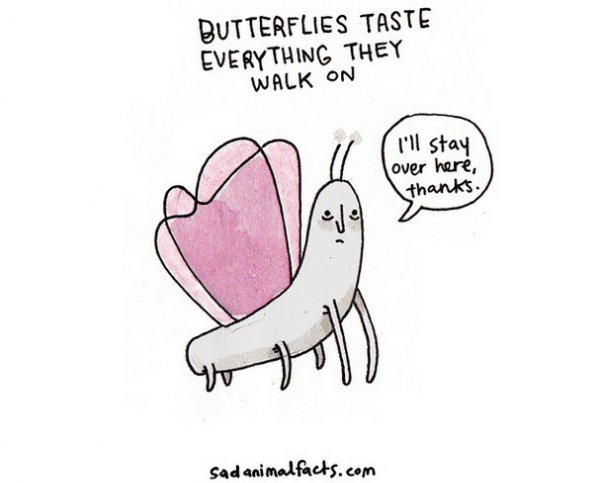 About Butterflies