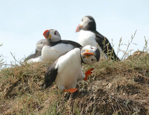 puffin, bird, beak, vertebrate, fauna,