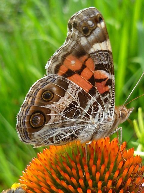 Painted Lady