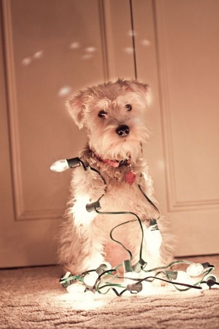 Izzy's 1st Christmas Photo