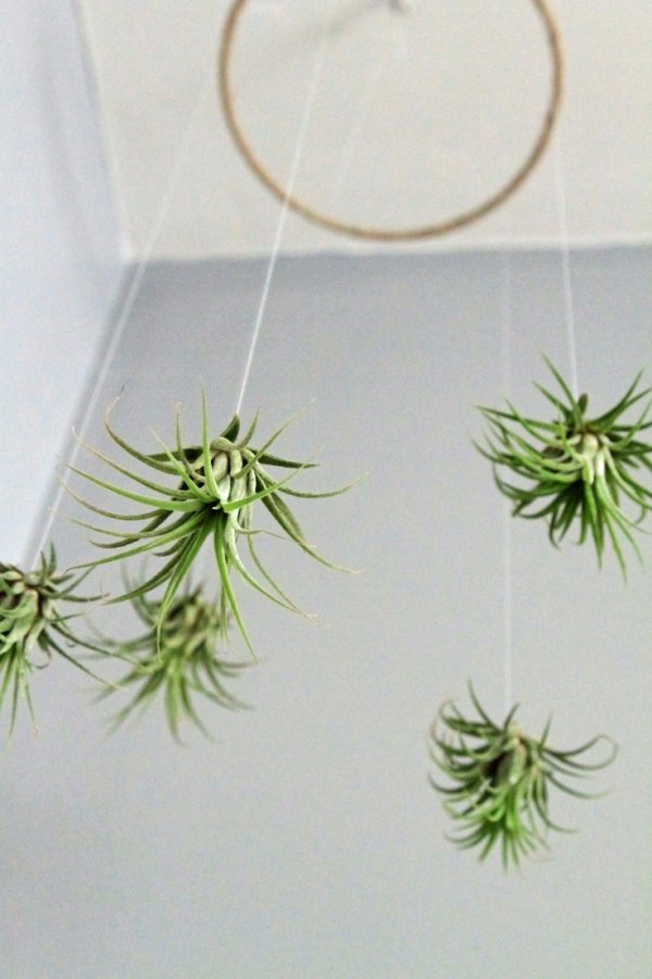 Air Plants