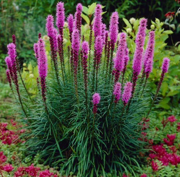 Liatris