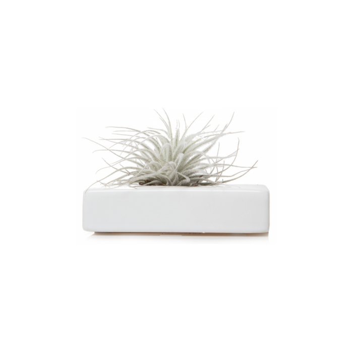 Chive Swayzak, Ceramic Flower Vase and Air Plant Holder