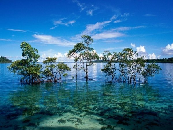 Go on a Mangrove Safari