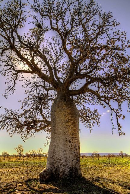 The Boab Tree