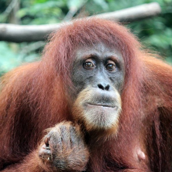 orangutan, great ape, mammal, primate, fauna,