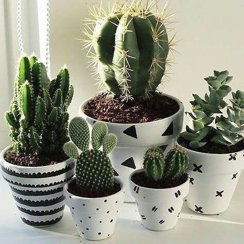 plant, cactus, flowerpot, hedgehog cactus, flowering plant,