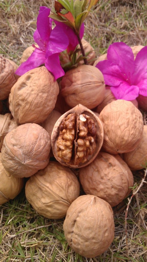 Walnuts