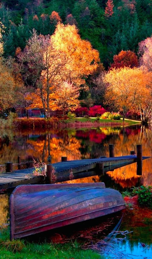 reflection, nature, water, leaf, waterway,