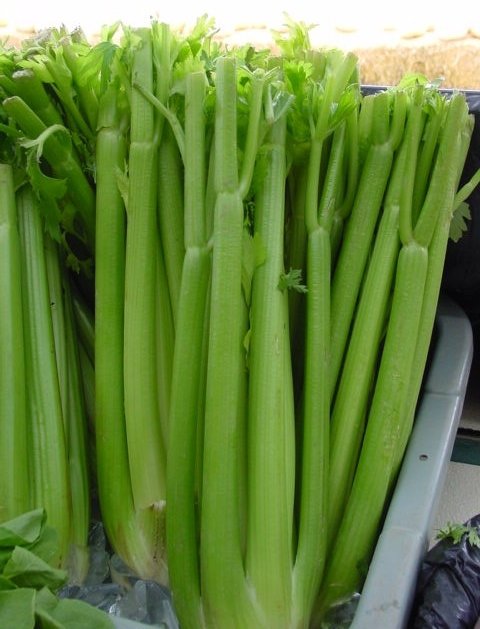 Celery for High Blood Pressure