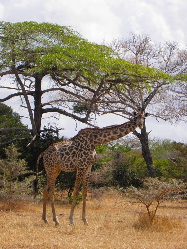 Selous Game Reserve, Tanzania