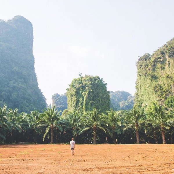 tree, field, landscape, sea, crop,