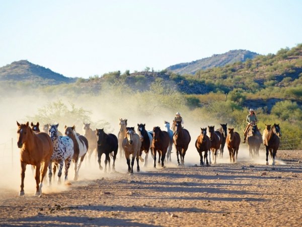 Cowgirl up