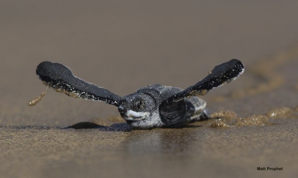 ISimangaliso Wetland Park, South Africa